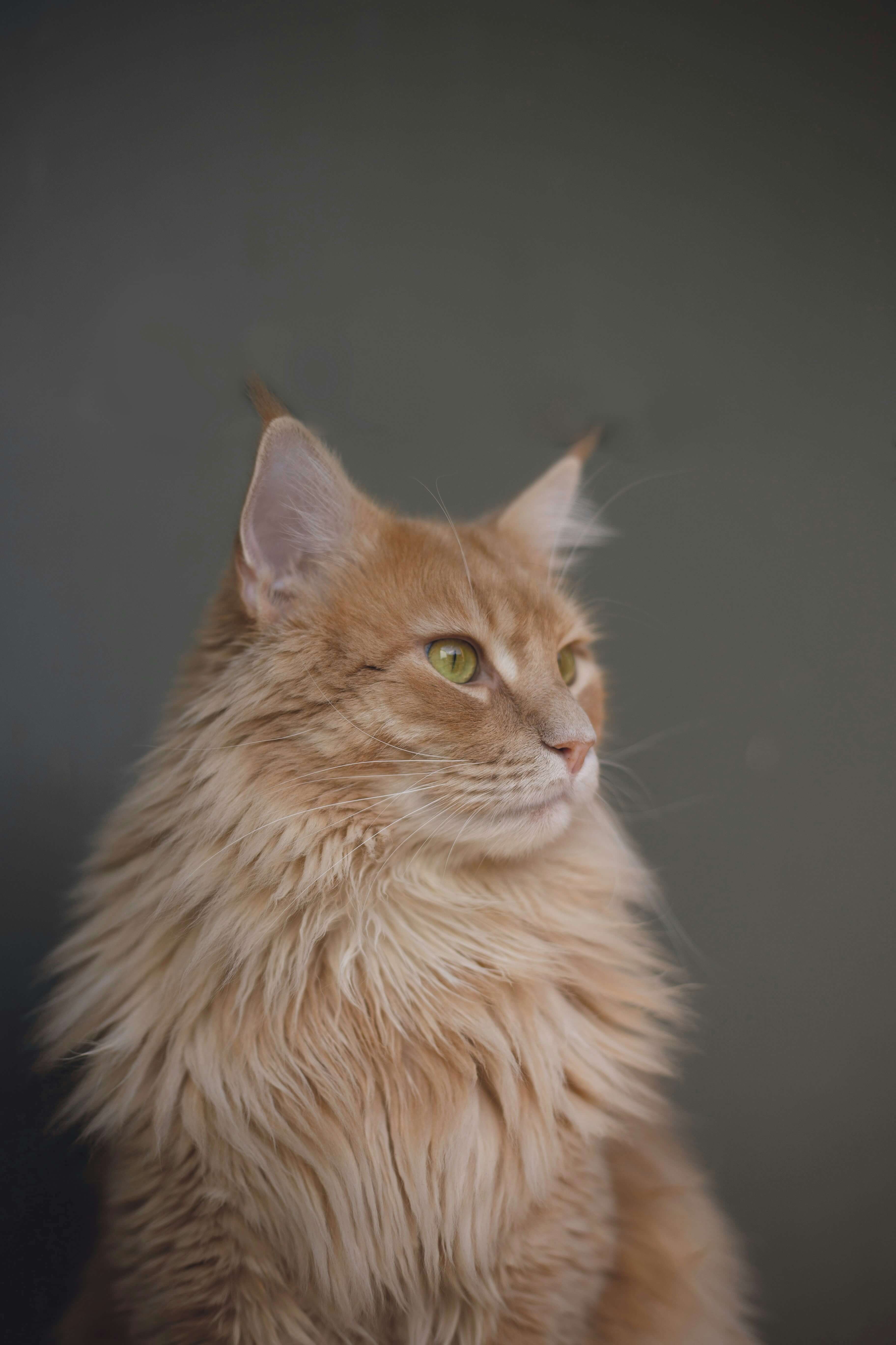 fluffy cat