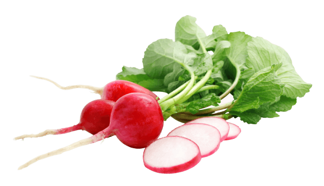 radish